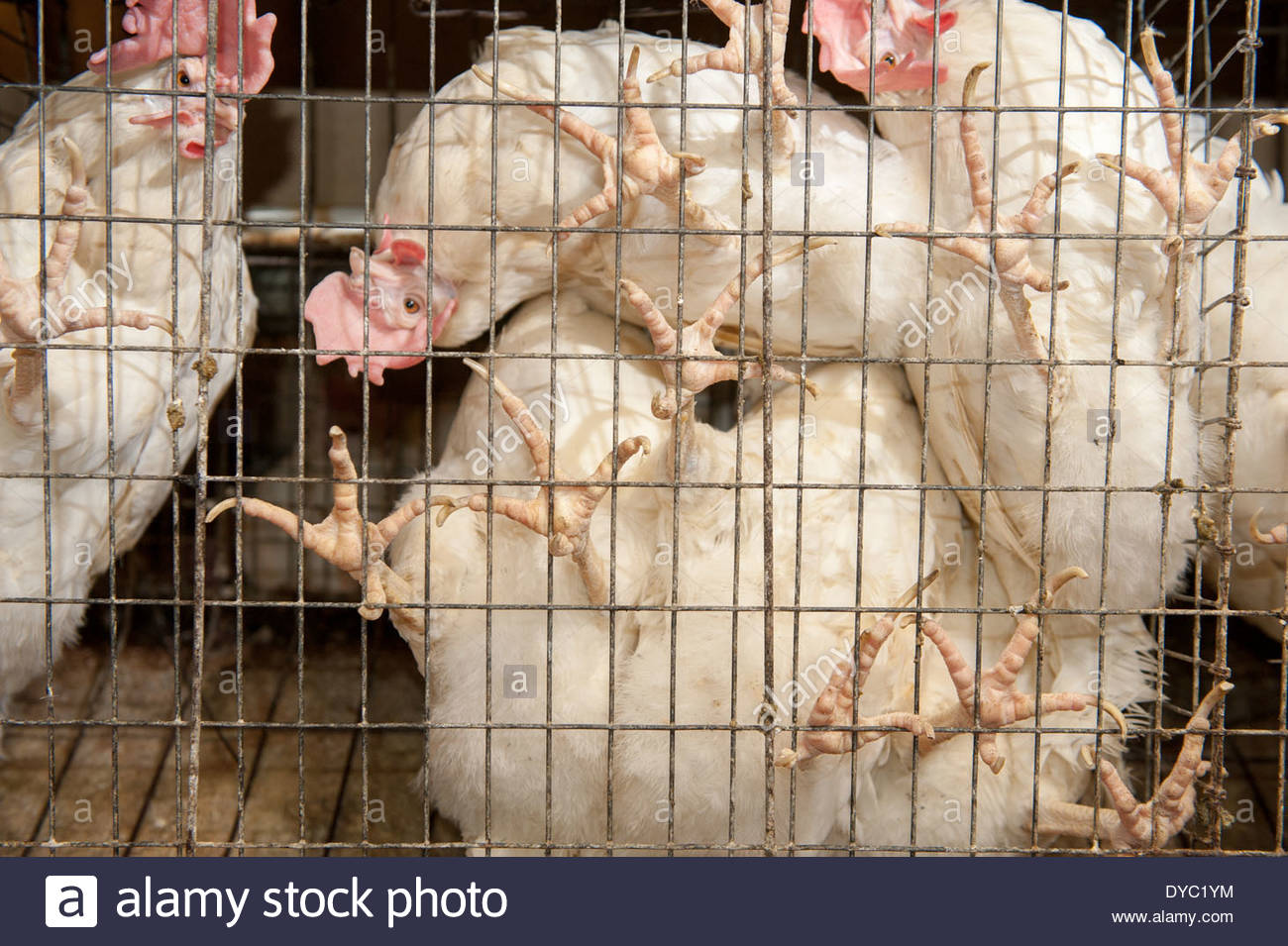 commercial egg production